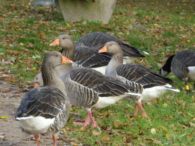 herbst_in_badbodenteich_25