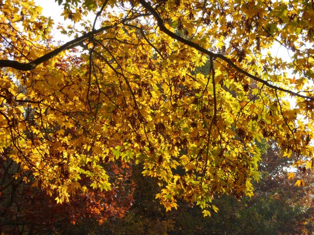 herbst_in_badbodenteich_38