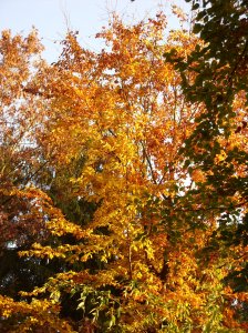 herbst_in_badbodenteich_03