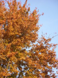 herbst_in_badbodenteich_14