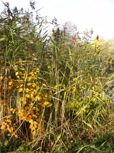 herbst_in_badbodenteich_19