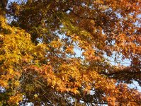 herbst_in_badbodenteich_17