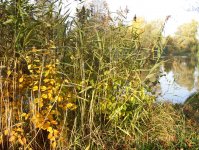 herbst_in_badbodenteich_18