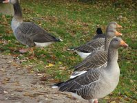 herbst_in_badbodenteich_26