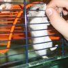 Hamster Lotte