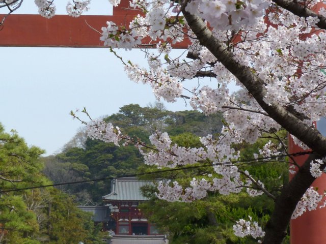 19_01_kamakura_tsurugaoka_hachimangu_schrein