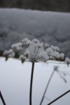 Winter 2010
